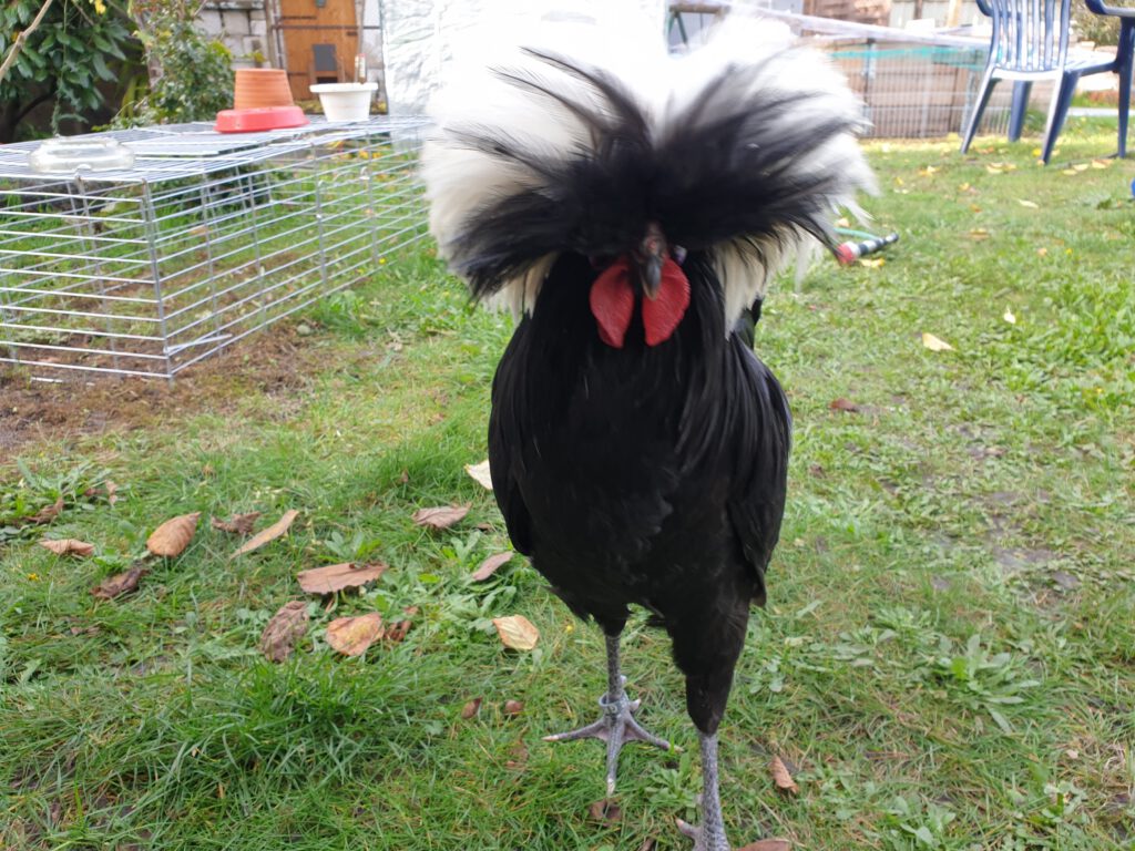Holl. Haubenhuhn
